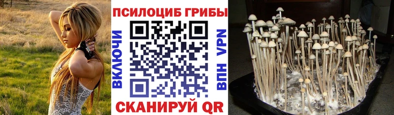цены наркотик  Иланский  Галлюциногенные грибы Psilocybine cubensis 